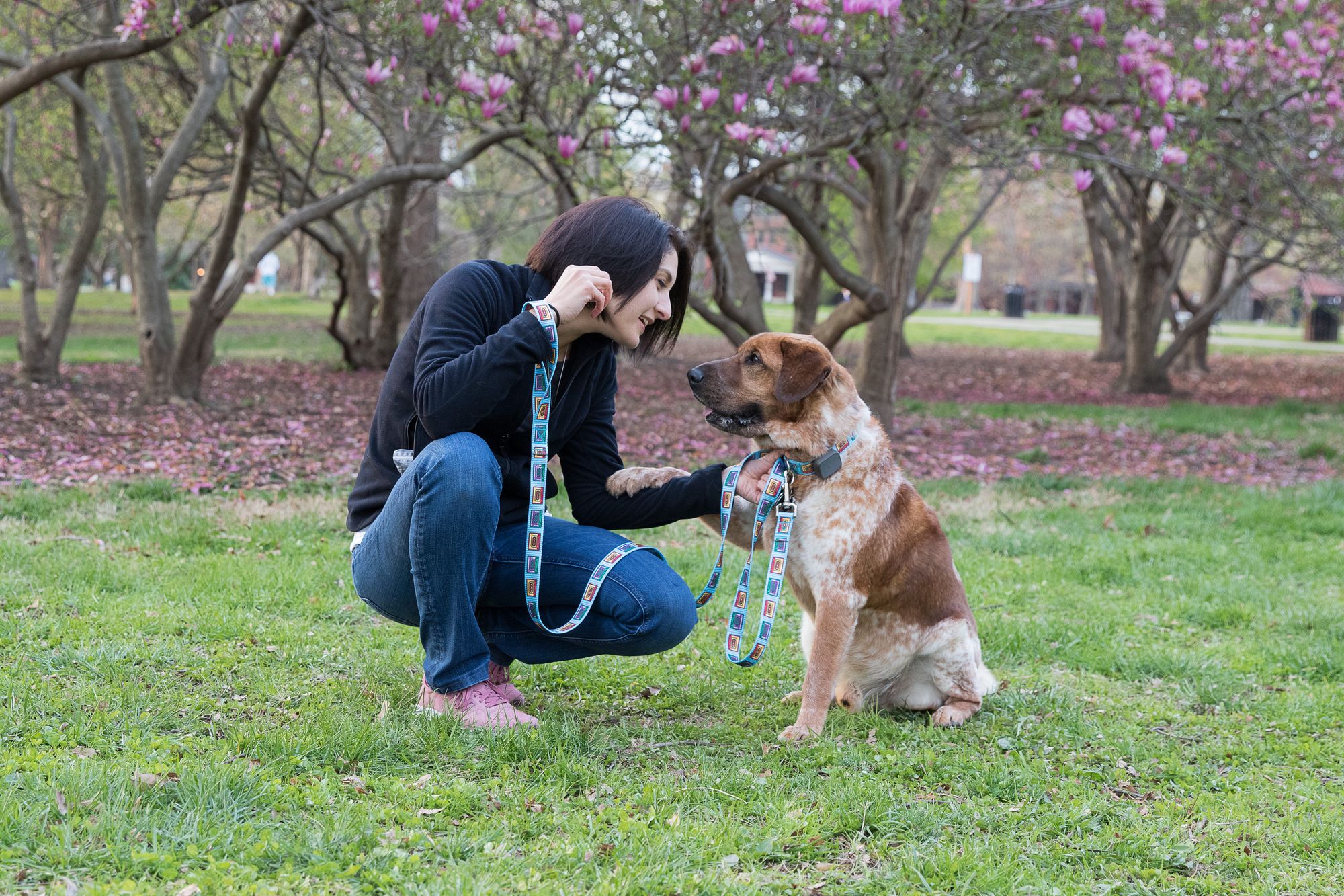 Be the Talk of the Dog Park - Cheerful Hound